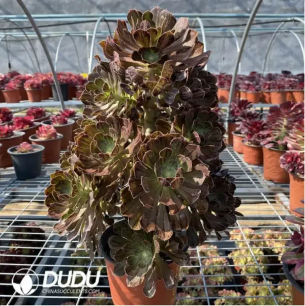 Aeonium Hybrid Hualian Clustering - Image 2
