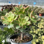 Aeonium Decorum f. Variegated Clustering - Image 3