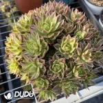 Aeonium Bare Metal Clustering