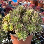 Aeonium Bare Metal Clustering - Image 2