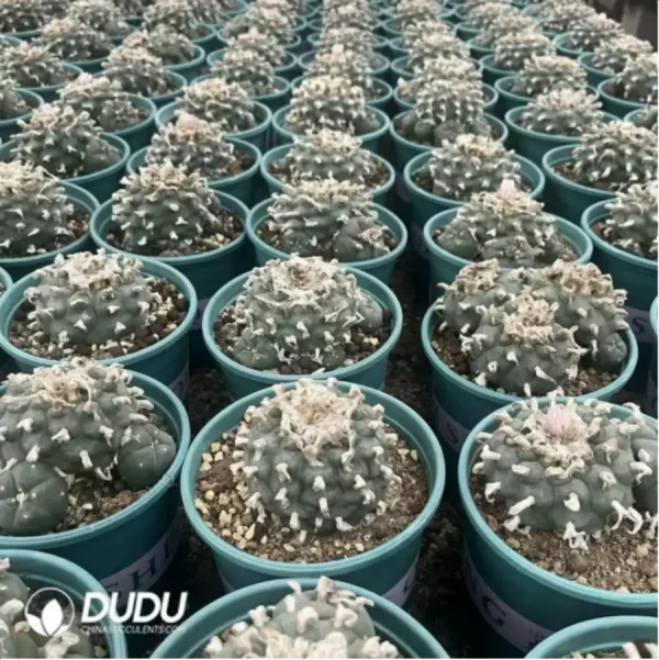 Cactus-Live turtle - Image 1