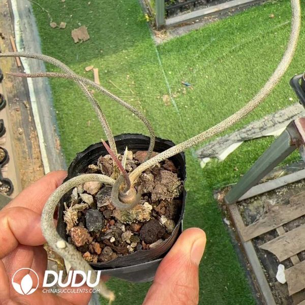 Cactus-Medusa - Image 1