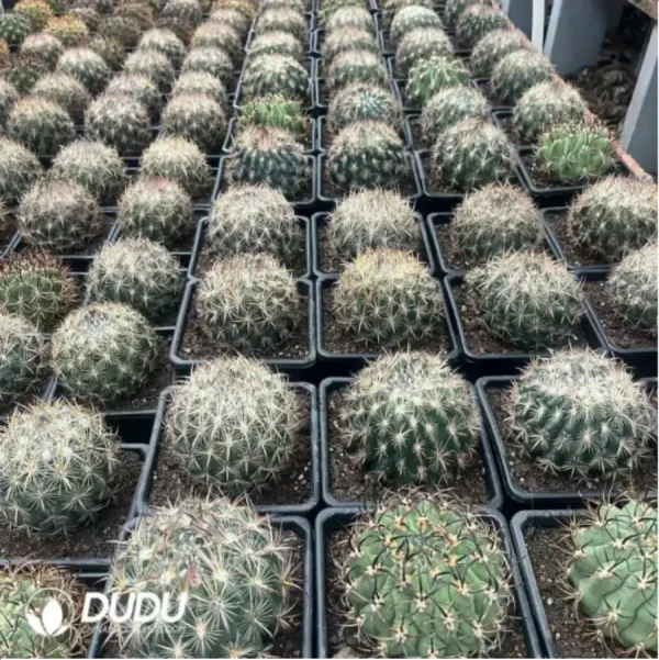 Cactus-Tiger Claw Jade - Image 1