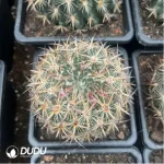 Cactus-Tiger Claw Jade - Image 2