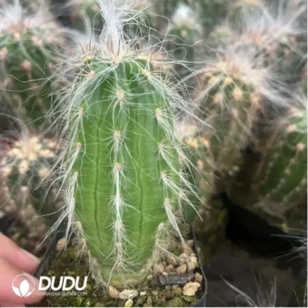 Cactus-Oreocereus celsianus var.bruennowii - Image 1