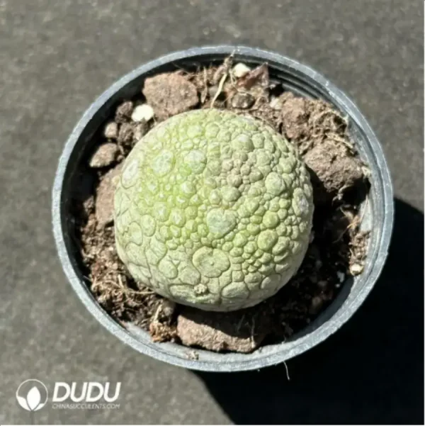 Pseudolithos Migiurtinus - Image 1