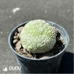 Pseudolithos Migiurtinus - Image 2