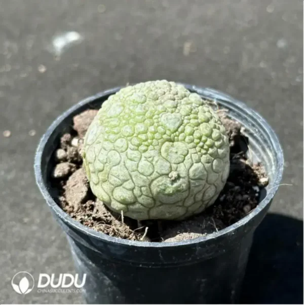 Pseudolithos Migiurtinus - Image 2