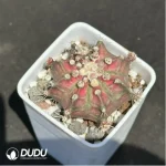 (Seed Grown)Cactus-Gymnocalycium mihanovichii
