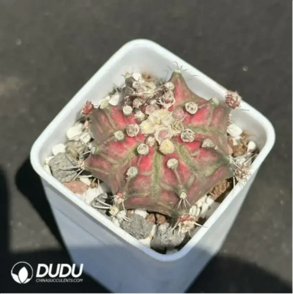 (Seed Grown)Cactus-Gymnocalycium mihanovichii - Image 1