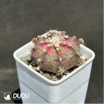 (Seed Grown)Cactus-Gymnocalycium mihanovichii - Image 2