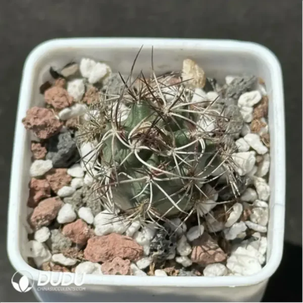 Cactus-Echinocereus coccineus - Image 1