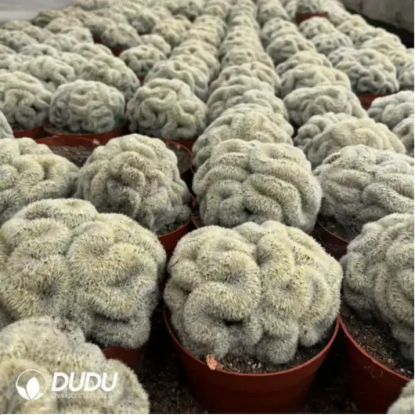 1756115362-1-2154.webp Cactus-Mammillaria Carmenae Castaeda f. Cristata - Image 1