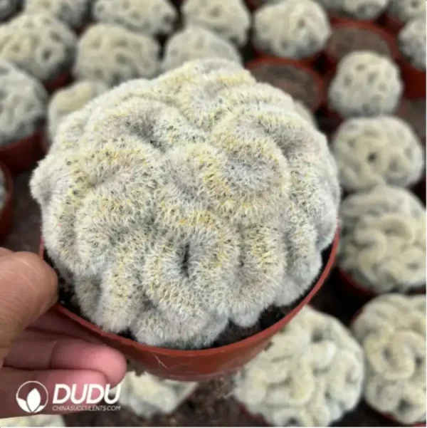 Cactus-Mammillaria Carmenae Castaeda f. Cristata - Image 2