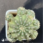 Cactus-Zhaohe