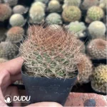 Cactus-Sulcorebutia Gou Bao
