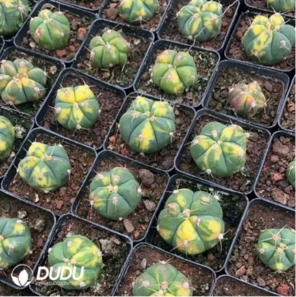 Cactus-holy pill variegated - Image 1
