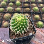 Cactus-Mammillaria decipiens subsp. camptotricha