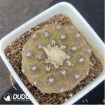 Cactus-Copiapoa lizard skin