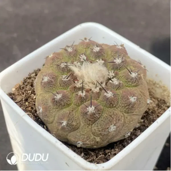 Cactus-Copiapoa lizard skin - Image 2