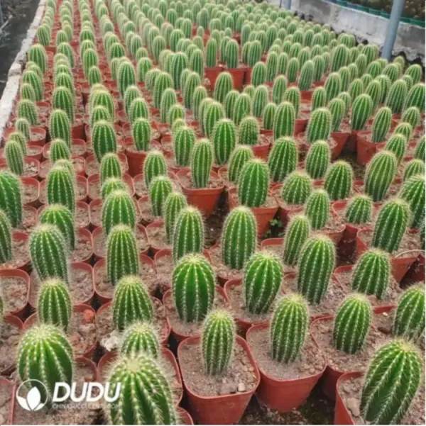 1756115374-1-2146.webp Cactus-Neobuxbaumia Polylopha - Image 1