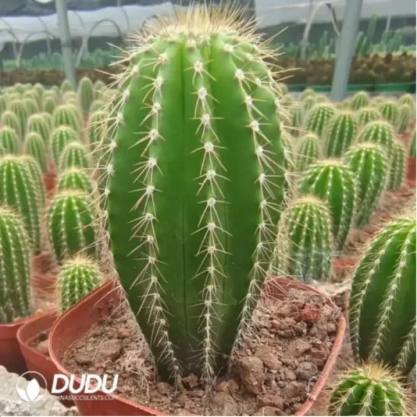 Cactus-Neobuxbaumia Polylopha - Image 2