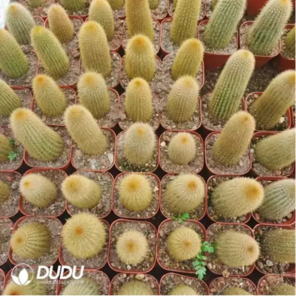 1756115378-1-2144.webp Cactus-Pilosocereus Chrysostele - Image 1