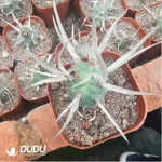 Cactus-Opuntia Articulata