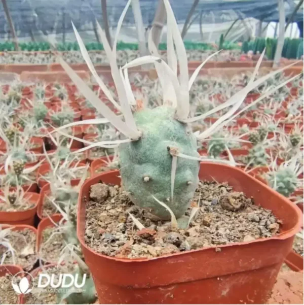 Cactus-Opuntia Articulata - Image 2