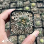 Cactus-Gymnocalycium Spegazzinii