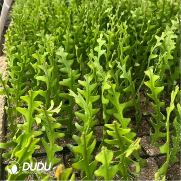 Cactus-fish bone - Image 1