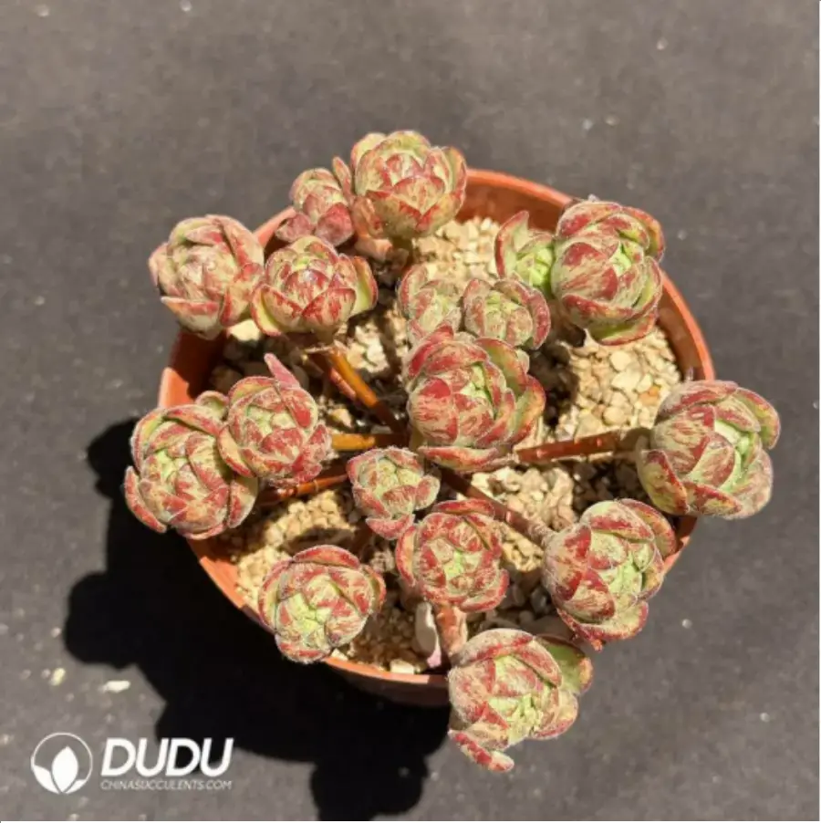 1756115389-1-1997.webp Aeonium Little Fox Clustering - Image 1