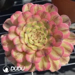 Aeonium Tsar