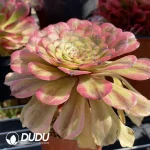 Aeonium Tsar - Image 2