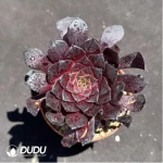 Aeonium Copper Pot
