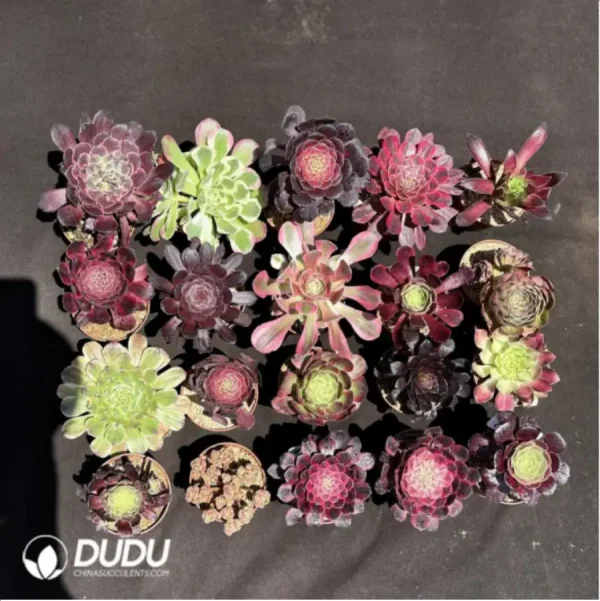 1756115399-1-1989.webp Aeoniums Random Collocation 16pcs - Image 1