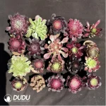 Aeoniums Random Collocation 12pcs