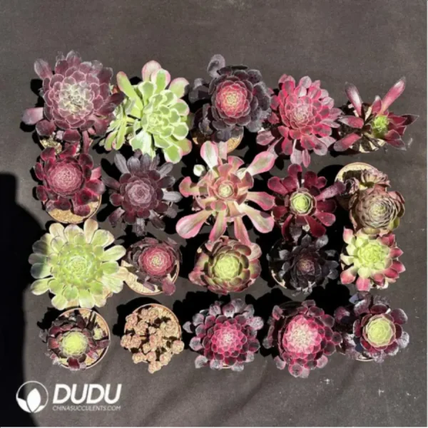 Aeoniums Random Collocation 12pcs - Image 1