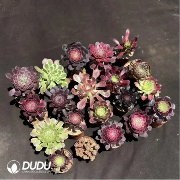 Aeoniums Random Collocation 12pcs - Image 2