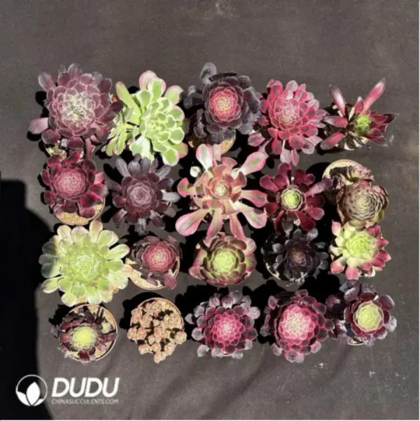 Aeoniums Random Collocation 8pcs - Image 1