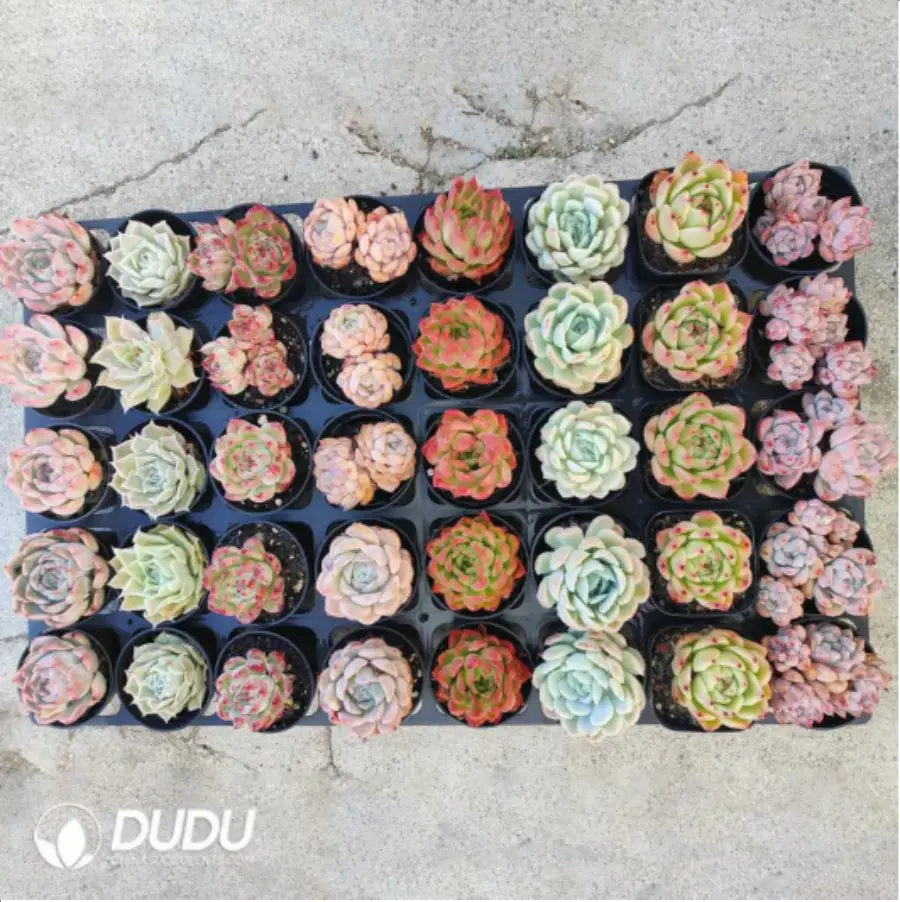 1756115407-1-1985.webp AC Echeveria Set-1 - Image 1