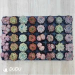 AC Echeveria Set-1 - Image 2