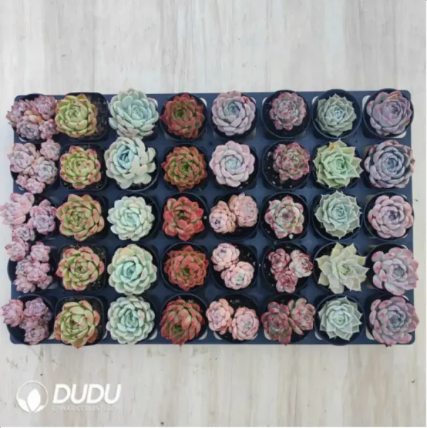 AC Echeveria Set-1 - Image 2