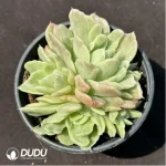 Echeveria Floriana variegated clustering