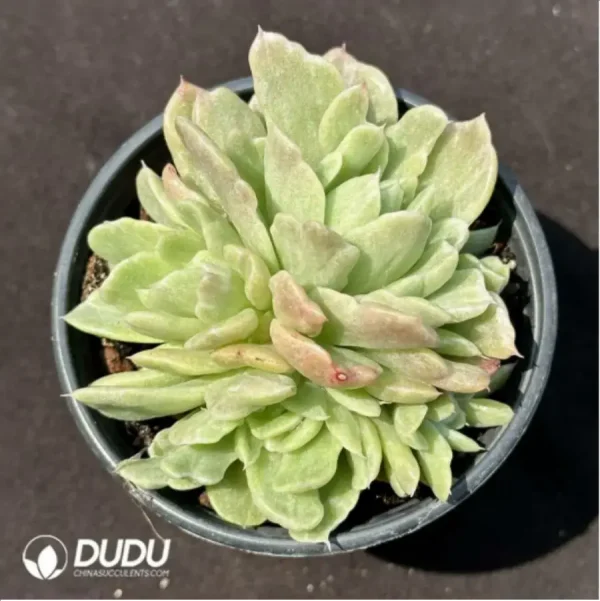 1756115429-1-1966.webp Echeveria Floriana variegated clustering - Image 1