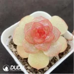 Echeveria ripple