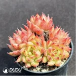 Echeveria Meteor Shower Clustering