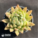 Echeveria Starmusic