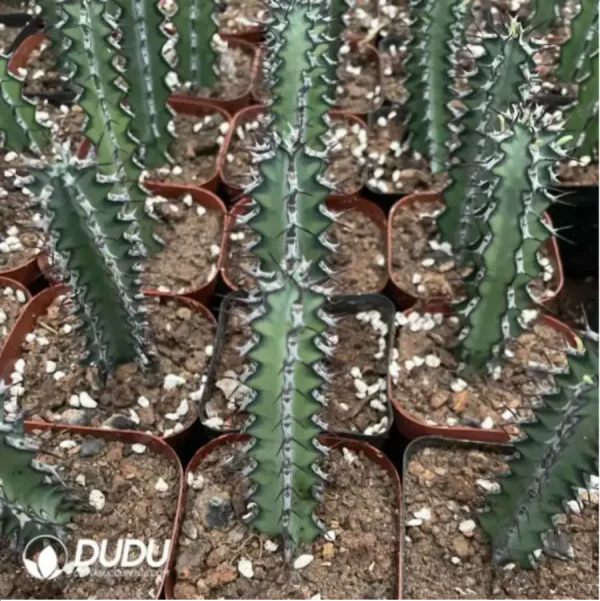 Euphorbia-zoutpansbergensis - Image 1