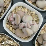Adromischus Pink Ball Diana